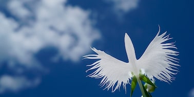 Picture of FE 50mm F2.8 Macro